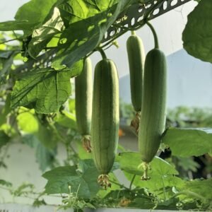 gourd, luffa, loopah, vine, tree, garden, four, fruitful, fruit, nature, vegetable, green