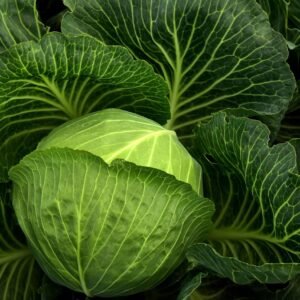 cabbage, cultivation, vegetables, nature, healthy, cabbage field, green, food, agriculture, leaves, fresh