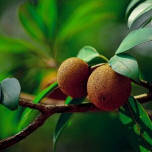 sapodilla, chikoo, fruits, plant, nature, tree, green, beautiful