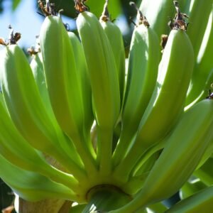 bananas, unripe, raw, bunch, organic, tropical, nature, plant, tree, healthy, nutrition, agriculture, natural, sweet, fresh, food, banana, green, fruit, green banana