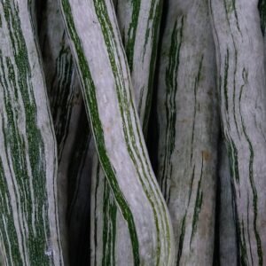 Detailed view of striped snake gourds showcasing their texture and freshness.