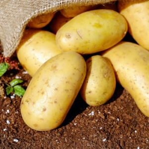 Golden potatoes spilling from a burlap sack onto rich soil, ready for cooking.