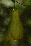 squash, nature, plant, vegetable